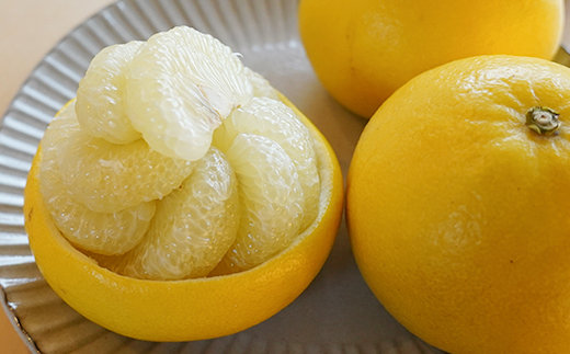 高知県産 土佐文旦