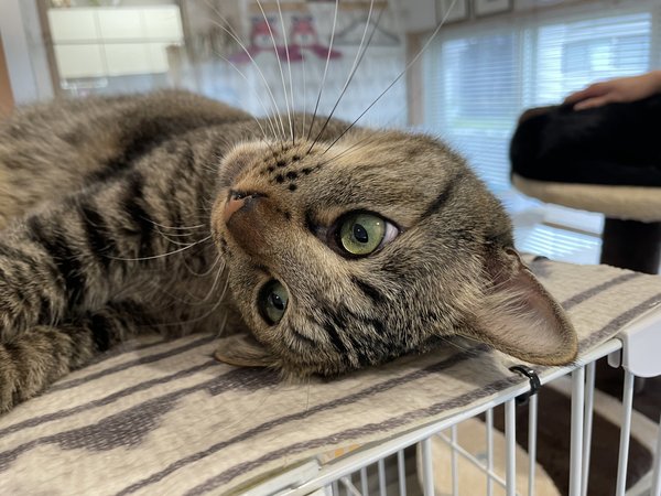 【お礼の品なし】里親募集型保護猫カフェの支援