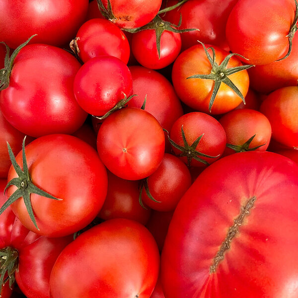 個性派 フルーツトマト 1kg or 2kg